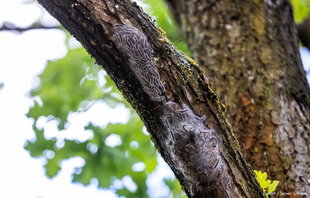 Proef met natuurlijke bestrijding eikenprocessierups succesvol – Wel.nl