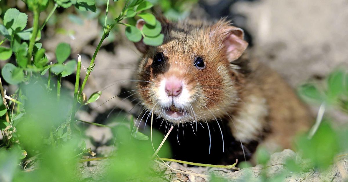 Taxichauffeur rijdt ’enorme hamster’ dood | Buitenland | Telegraaf.nl