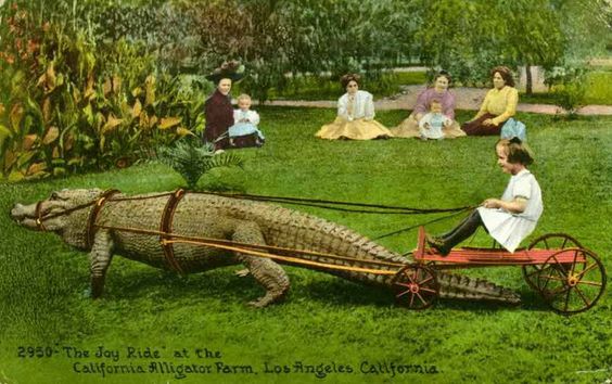 Alligators in het Californië van 1900 | Recordatio