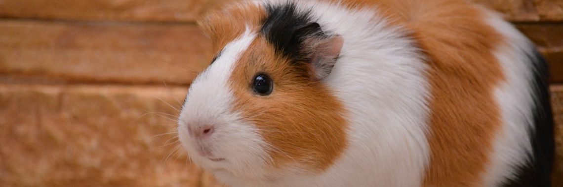 Wat zegt mijn cavia? | wat is popcornen cavia |  | Wat zegt mijn cavia?