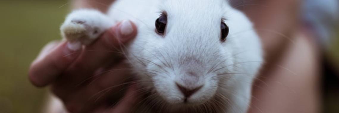 Hoe knip ik de nagels van mijn konijn? | konijn | Hoe knip ik de nagels van mijn konijn?