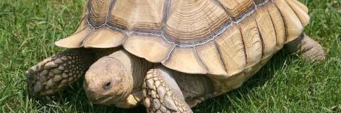 Schildpadden kunnen door hun gat ademen | hoe ademen schildpadden | schildpadden ademen | ademen door anus