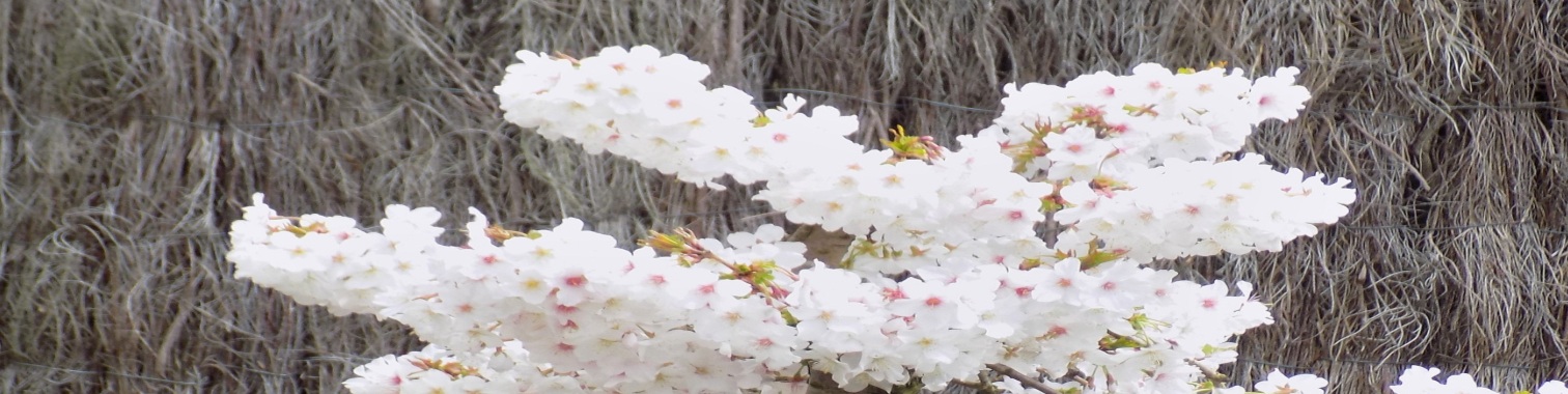 Het interview | hobby | bonsai | bomen | interview