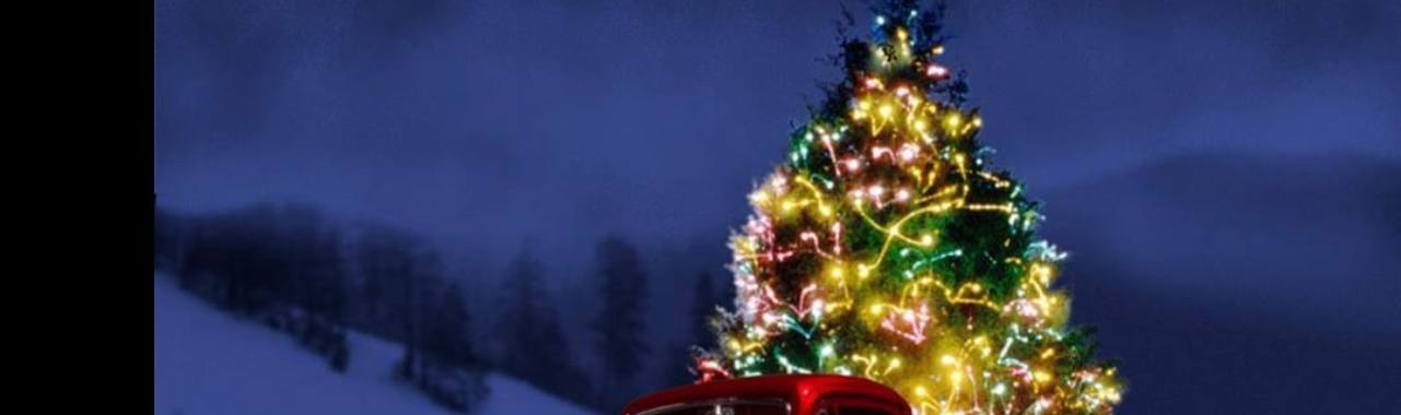 Wel of niet een echte kerstboom? | kerstfeest
