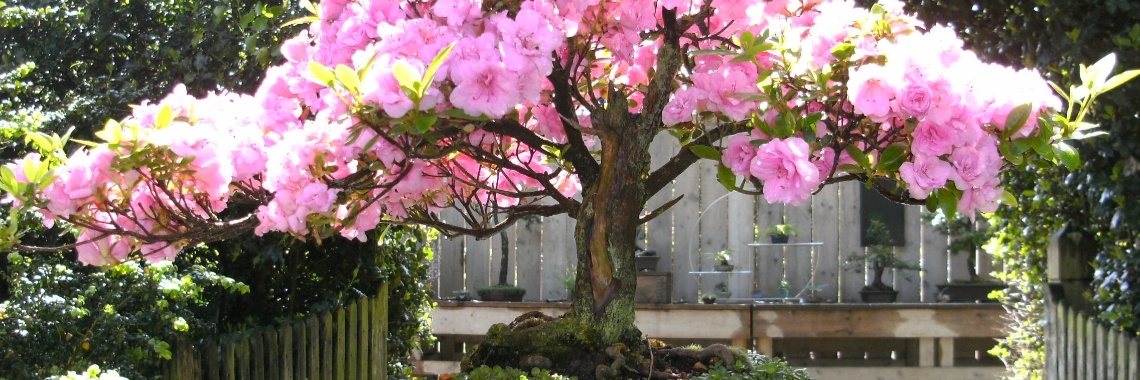 Azalea Bonsai | Bonsai | Azalea | tuin | Azalea bonsai ?