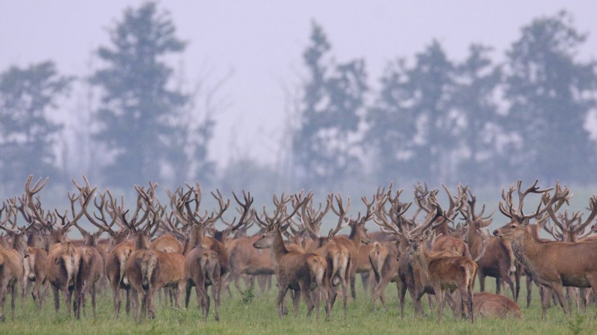 Rechter verbiedt afschieten herten Oostvaardersplassen | RTL Nieuws