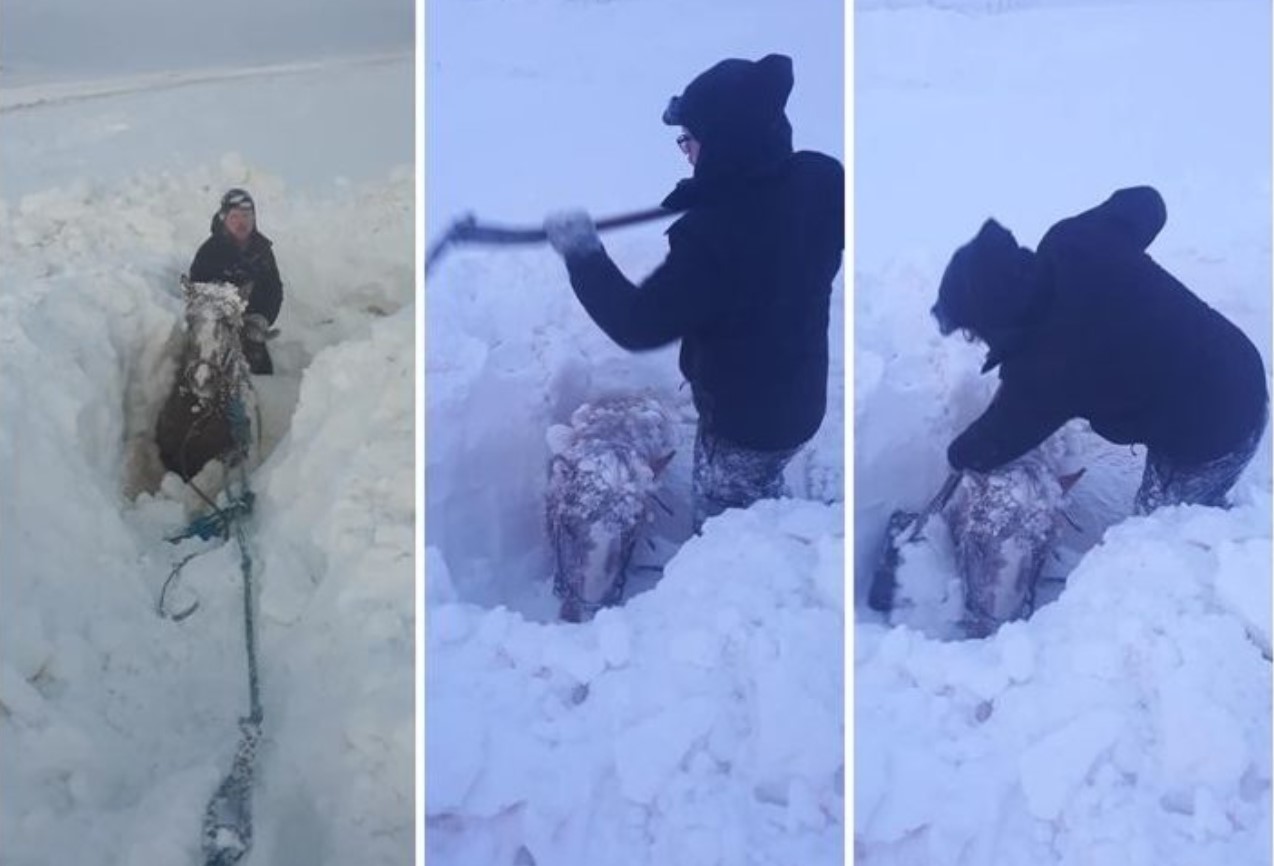 Farmers in Iceland dig out horses buried in deep snow after massive cyclone - Strange Sounds