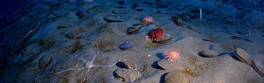 Duizenden mysterieuze gaten ontdekt in de zeebodem. Onderzoekers staan voor groot raadsel