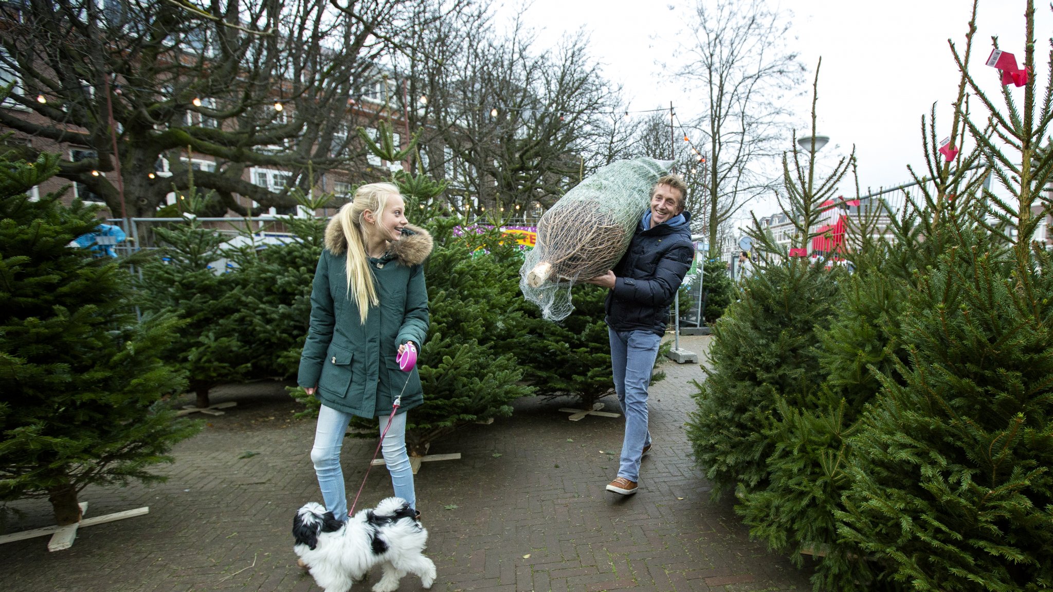 Kerstboom krioelt van de insecten: 'Check je boom op teken' | RTL Nieuws