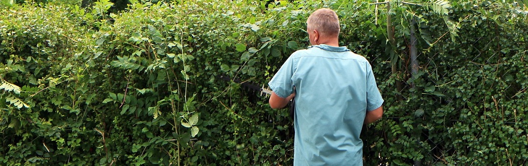 Planten 'schreeuwen' het uit van de pijn als u ze snoeit. Wetenschappers doen opzienbarende ontdekking