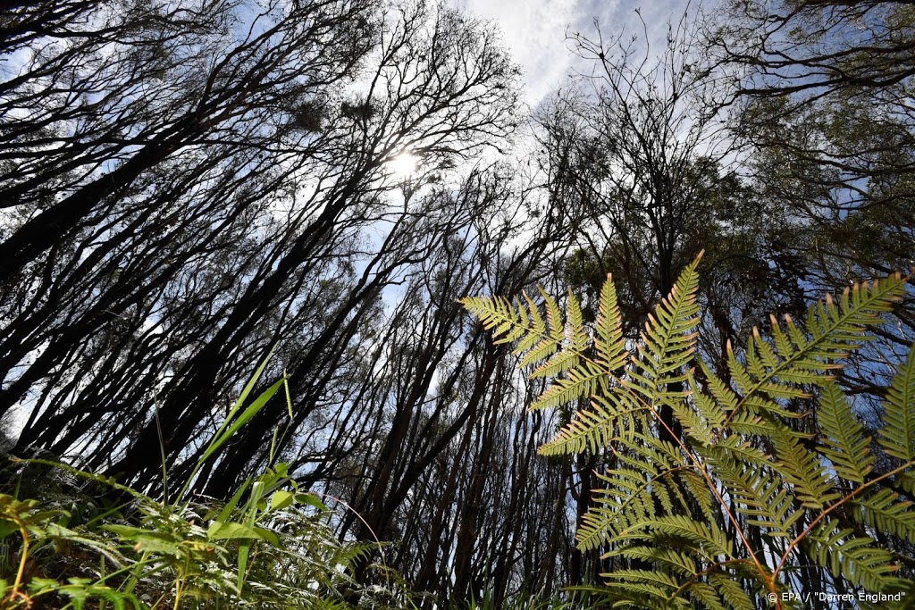 Overvloed aan regen verwacht in Australische bosbrandgebieden – Wel.nl