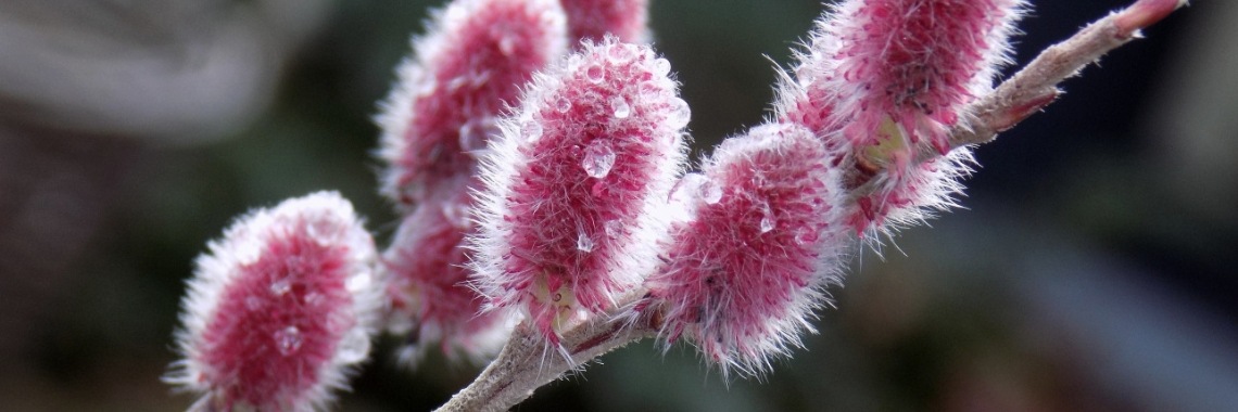 Natuurlijke sierkunsten | Tuin Park Natuur | Kunst Bloemen Winter | Versieren Verbazend Zwammen