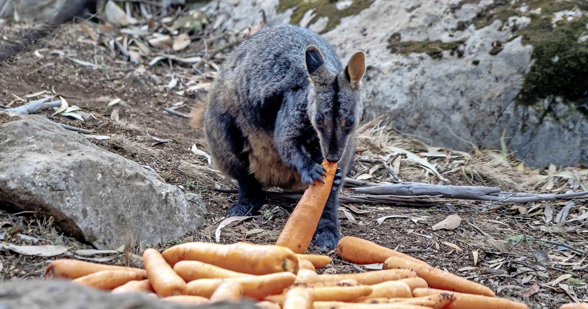 Duizenden kilo’s wortels gedropt om hongerige kangoeroes in Australië te redden | Buitenland | Telegraaf.nl