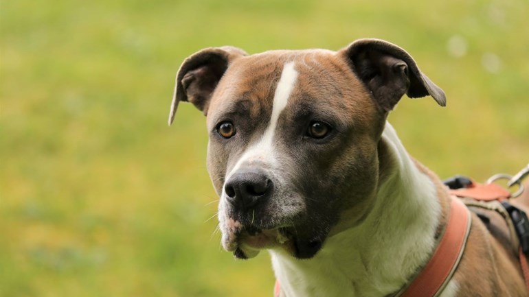 Haags Dierencentrum: 'Denk goed na voordat je een hondje uit het buitenland haalt' - Omroep West