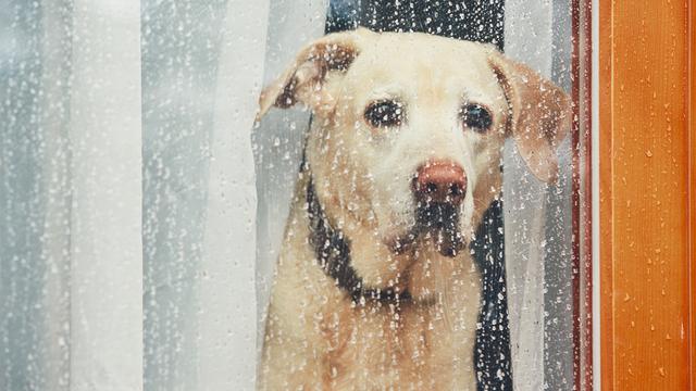 Spotify komt met playlists en een podcast voor eenzame huisdieren | NU - Het laatste nieuws het eerst op NU.nl