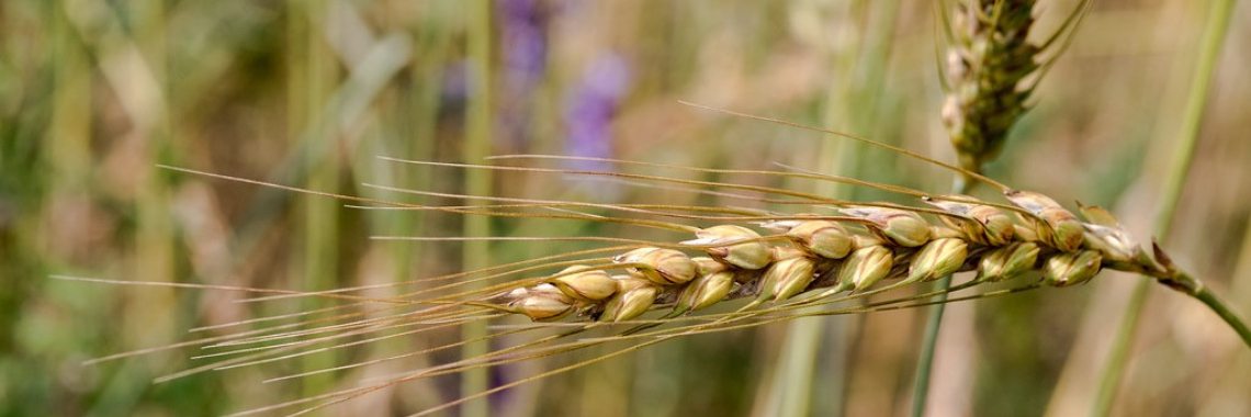 Deze volkorengranen zou je meer moeten eten | granen | volkorengranen | gezondheid | afvallen | overgewicht