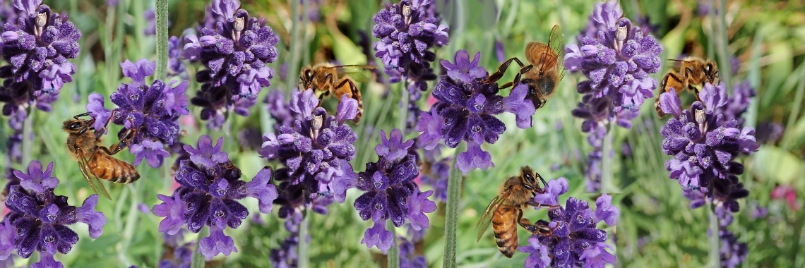 Waarom biologische zaden kopen? | biologisch | zaden | bijen | bestuiving | moestuin