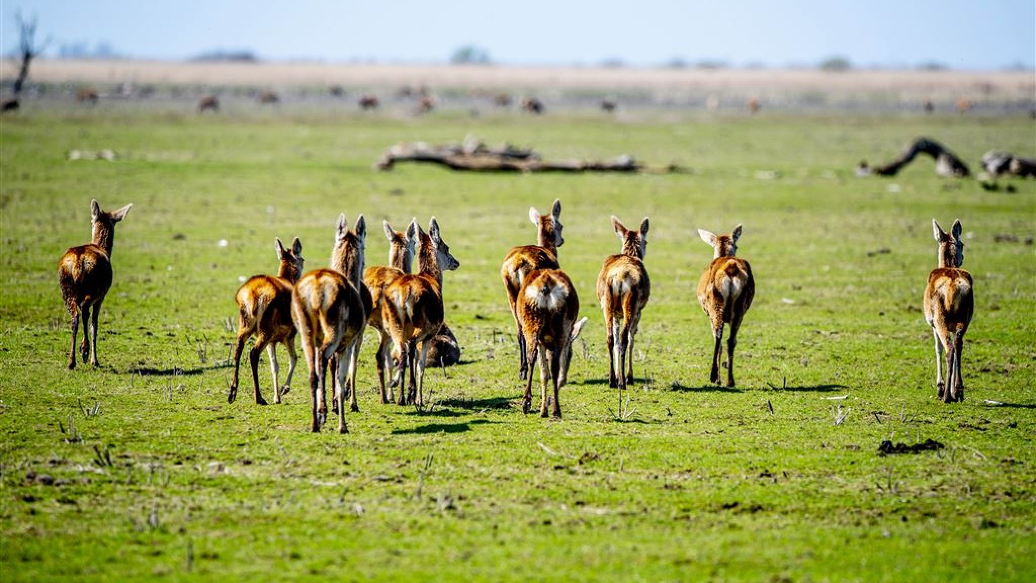 Afschot edelherten in Oostvaardersplassen blijft verboden | RTL Nieuws