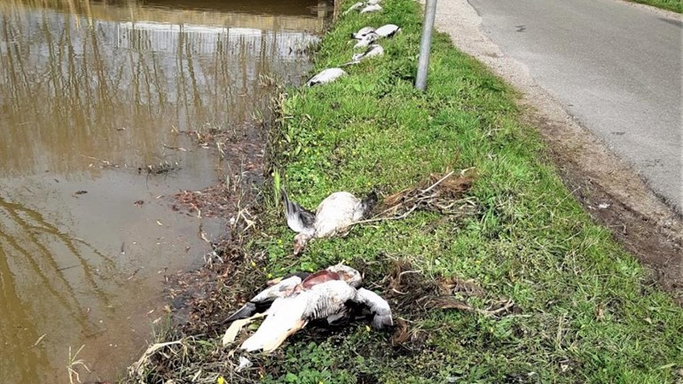 Verminkte ganzen gevonden in Nieuwerkerk en Reeuwijk, Animal Rights looft beloning uit - Omroep West