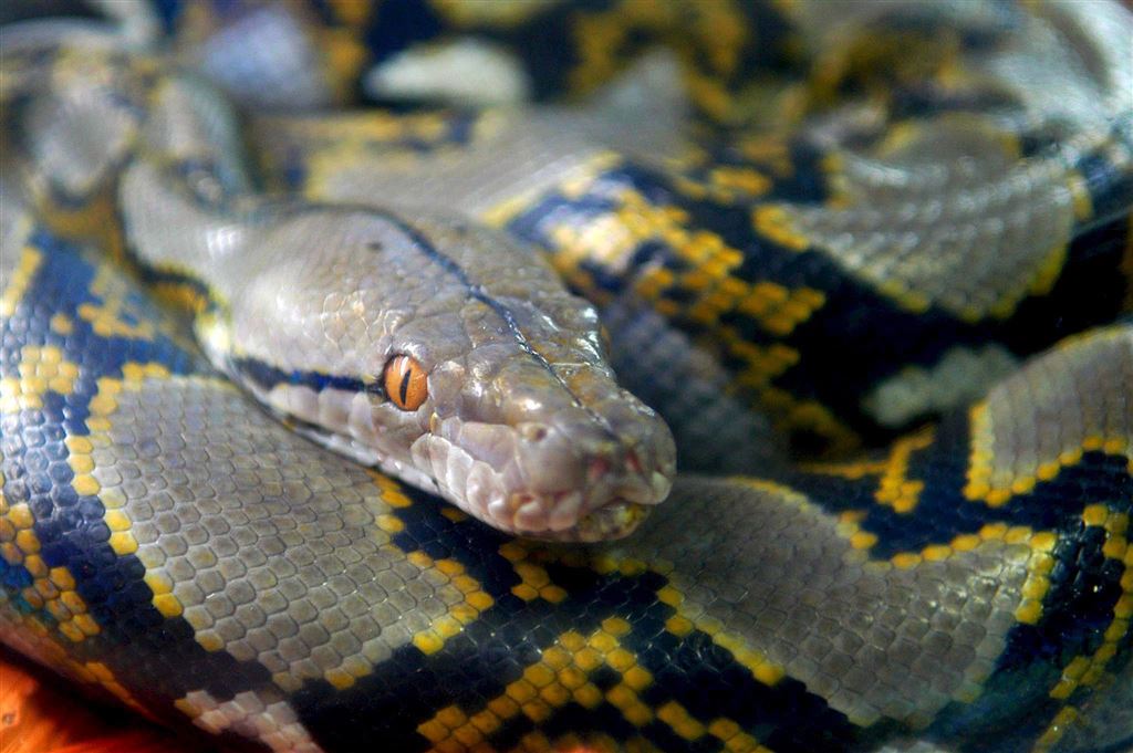 Vrouw vindt gigantische python voor haar deur – Wel.nl