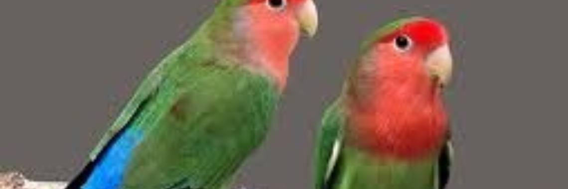 2 dode lovebirds | 2dodelovebirds