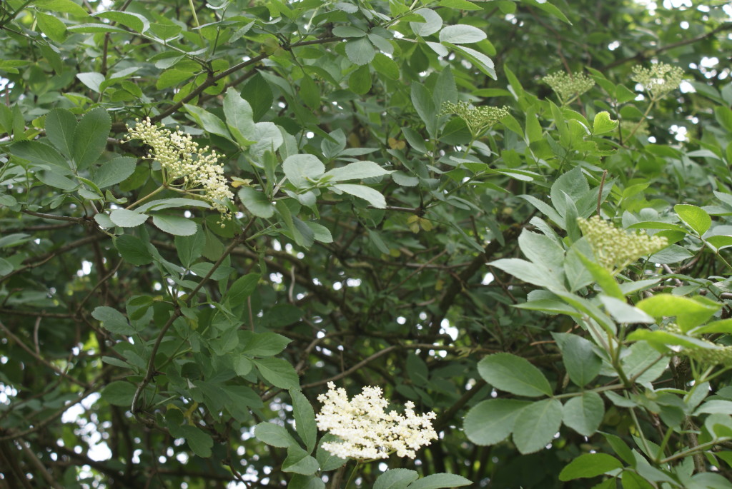 VLIERBLOESEM  bloeit,  wat kunnen we ermee maken !?       UIT DE NATUUR OF JE TUIN        – HET RECEPTENBOEK VAN NEDERLANDS DIS