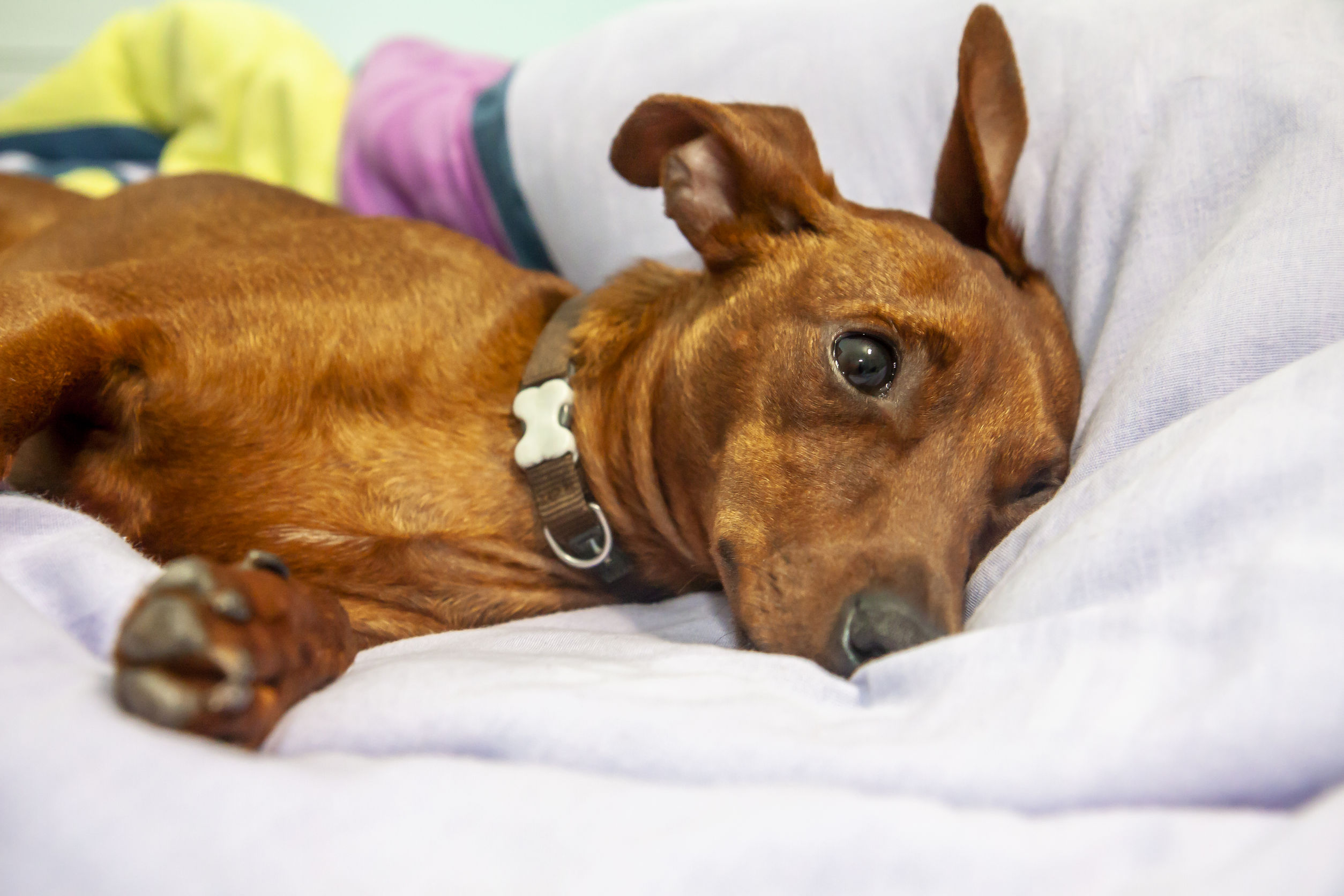 Heel veel honden zijn neurotische wrakken – Wel.nl