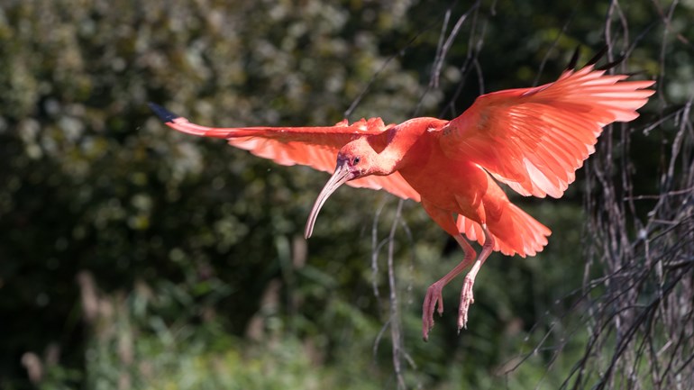 Avifauna is klaar voor de lente, maar het coronavirus gooit roet in het eten - Omroep West