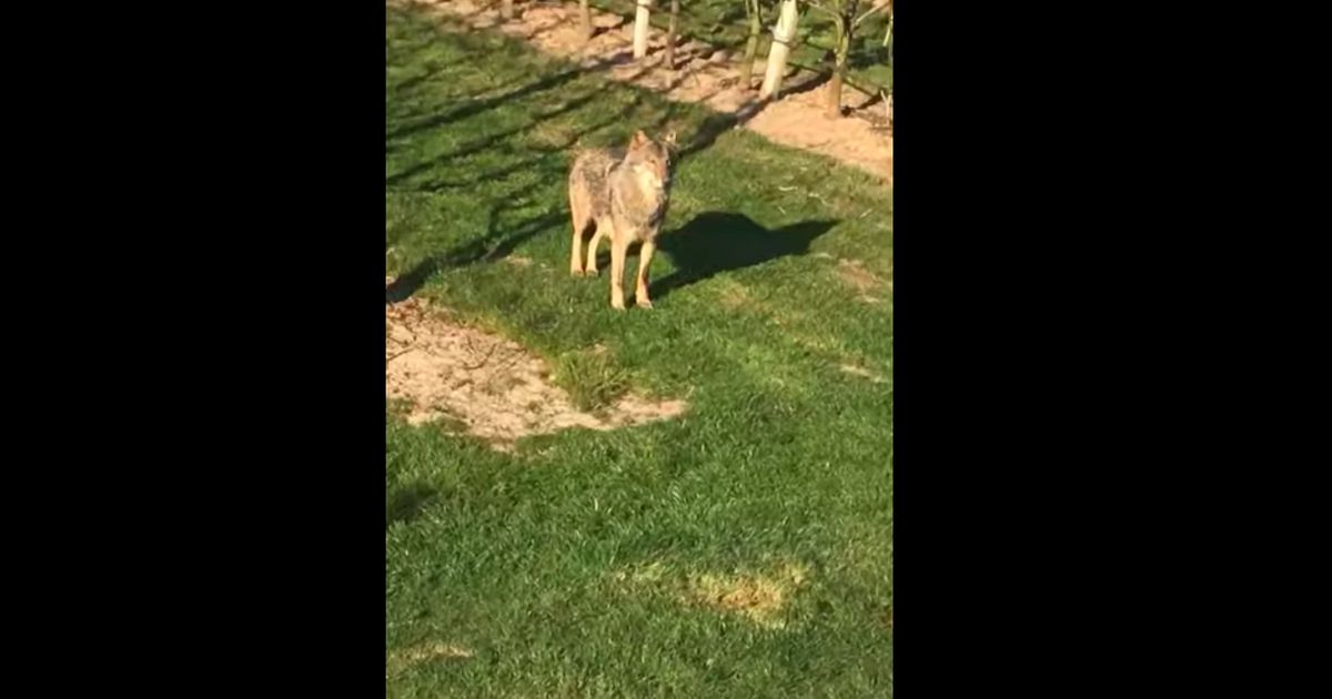 Wolf duikt op in Gelderse boomgaard | Binnenland | Telegraaf.nl