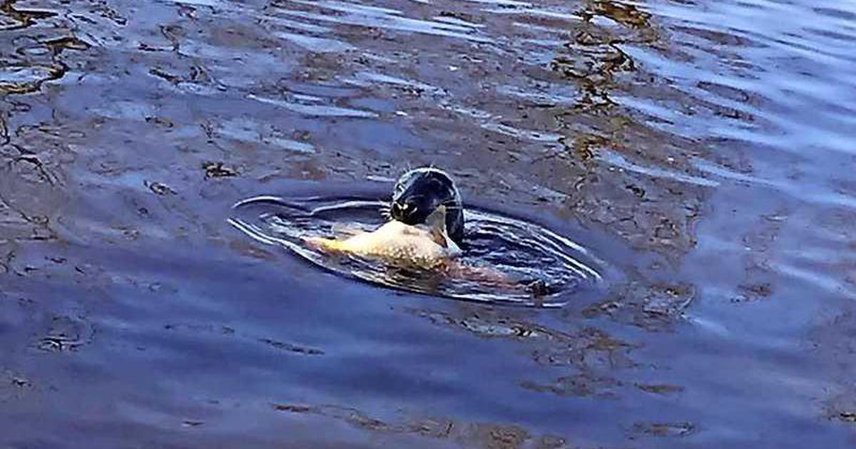 Verdwaalde zeehond gespot in Drenthe | Binnenland | Telegraaf.nl