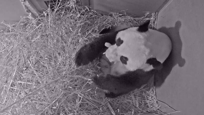 Reuzenpandajong geboren in Ouwehands Dierenpark