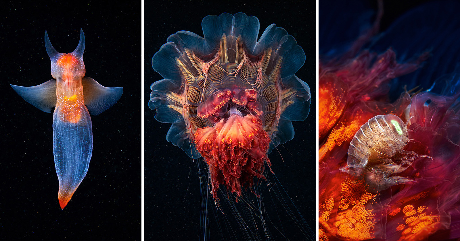 Stunning Photos of 'Sea Angels' and Other Technicolor Creatures Floating in the Deep