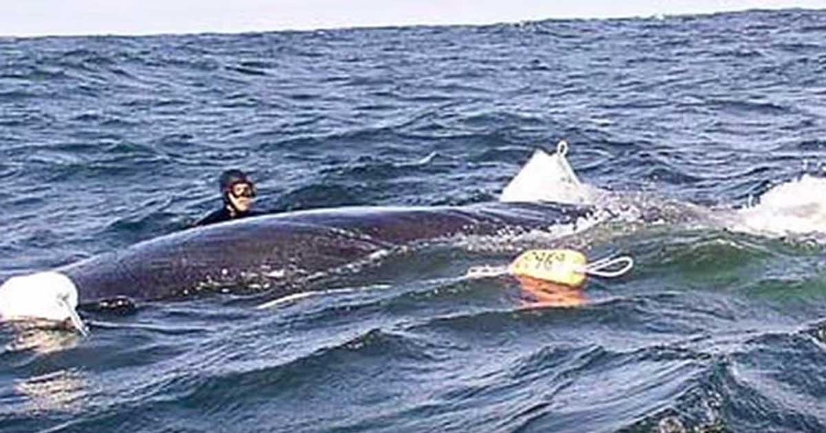 Diver rescues whale with anchor tied to it. Whale thanks him in spectacular fashion