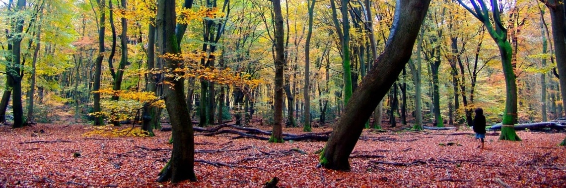 Natuurgebied De Hoge Veluwe erg geliefd bij vele vakantiegangers