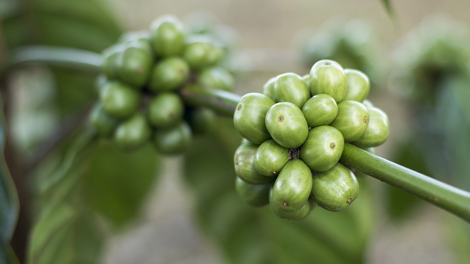 Groene koffie en wat dit voor je gezondheid kan betekenen + Recepten