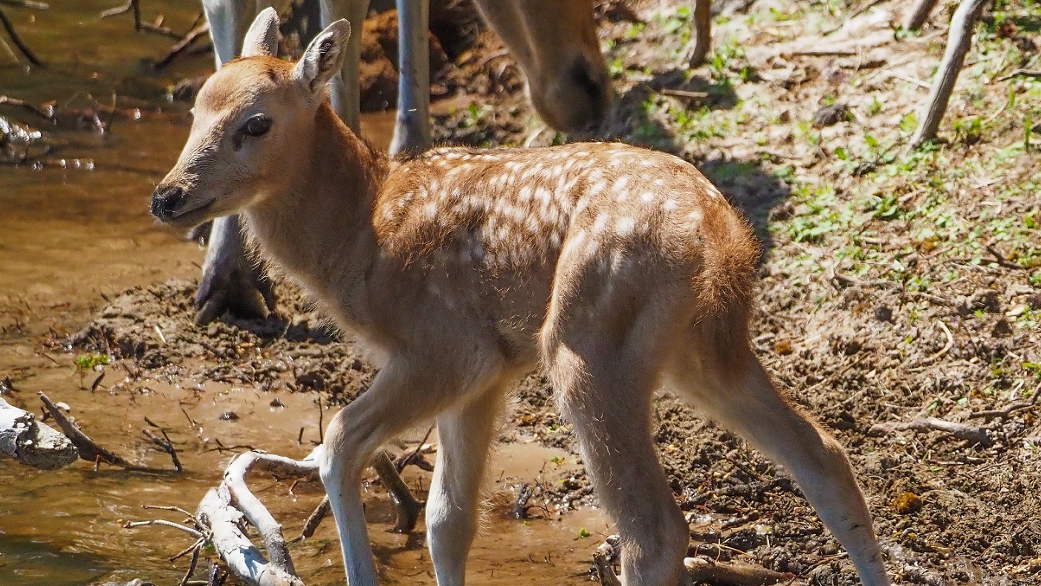 Zeer zeldzaam hertje geboren in Safaripark Beekse Bergen | RTL Nieuws