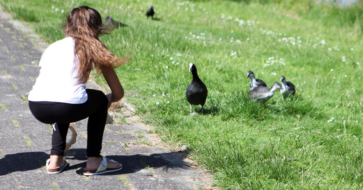 Egels en meerkoeten met stoeptegels doodgegooid | Binnenland | Telegraaf.nl