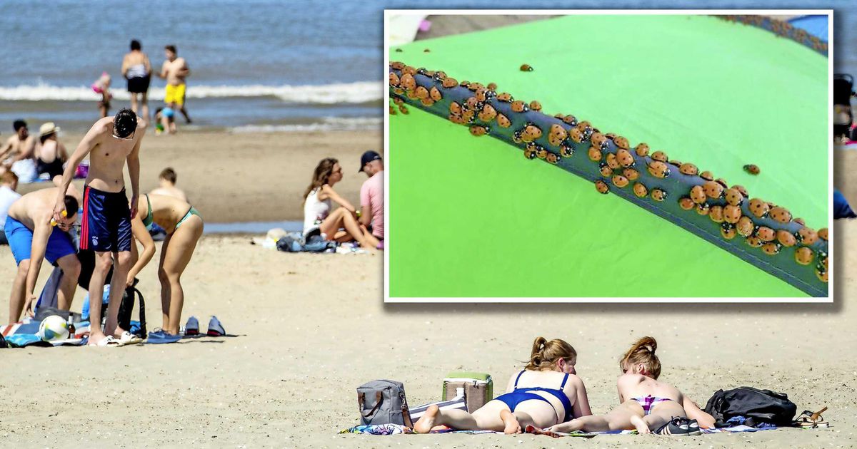 Lieveheersbeestjes maken strandgasten dol: ’Miljoenen, extreem’ | Binnenland | Telegraaf.nl