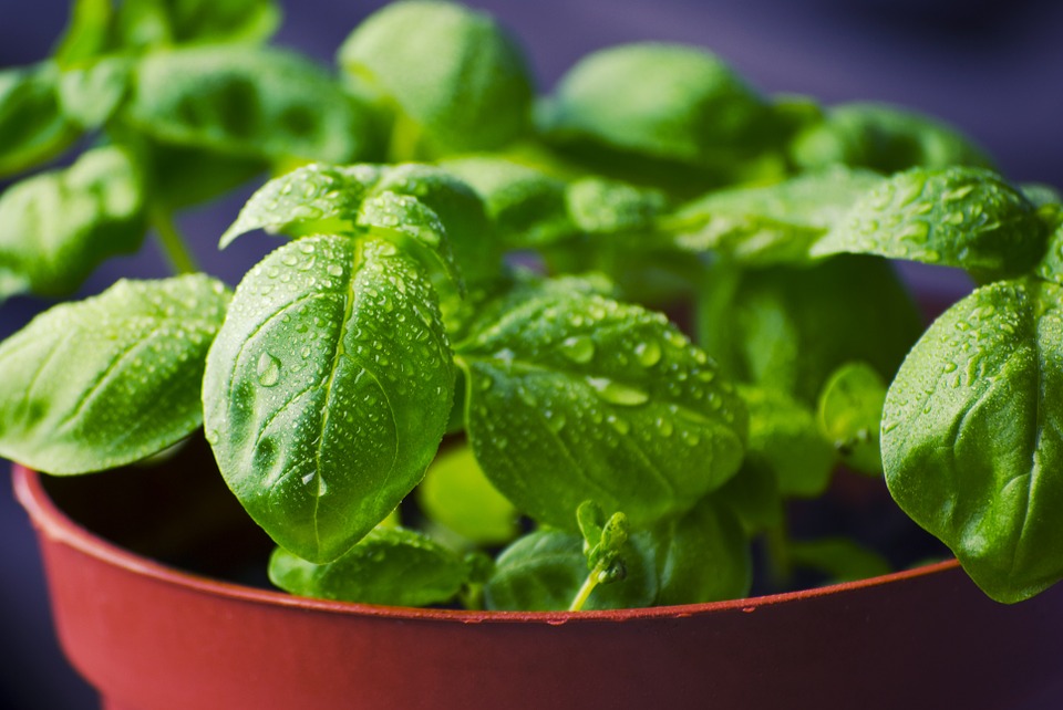 Vitamine K tegen corona en de andere voordelen van deze vitamine