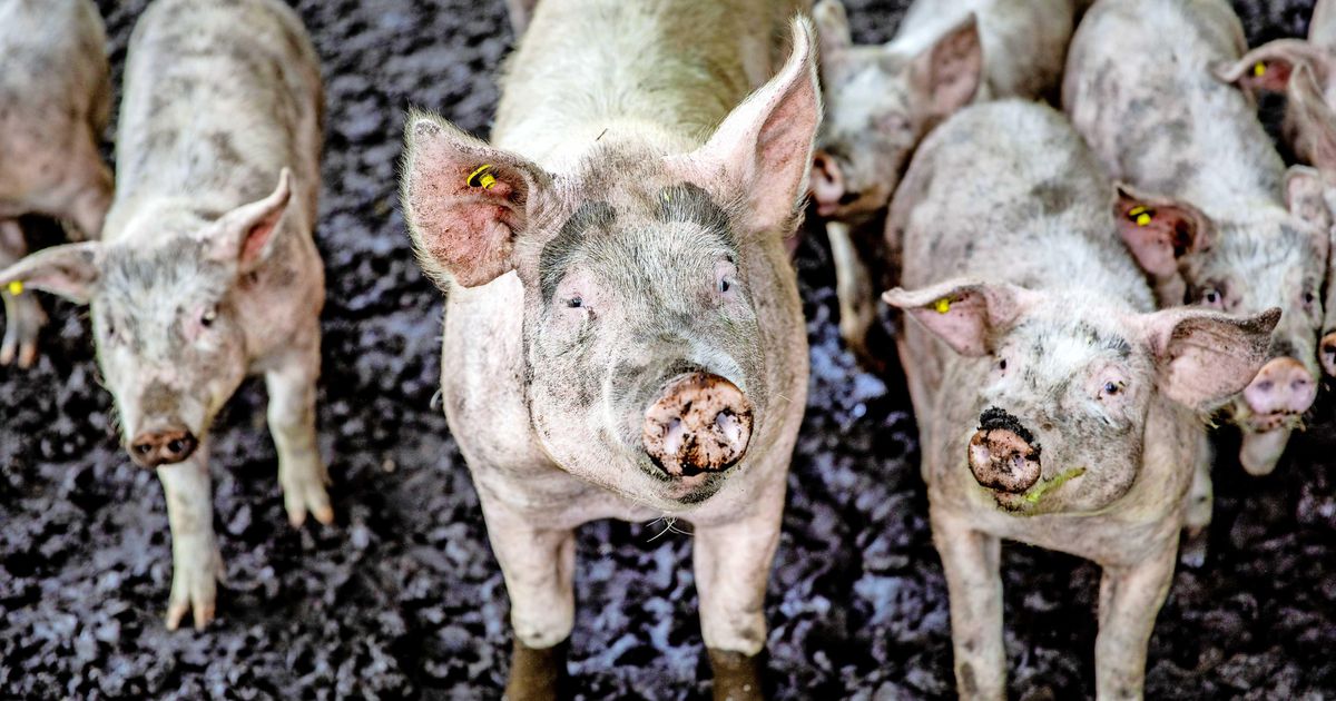 Nieuw griepvirus met ’pandemie-potentie’ ontdekt bij varkens China | Buitenland | Telegraaf.nl