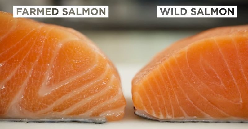 Why Farmed Salmon Is One Of The Most Toxic Things You Can Put In Your Body – Collective Evolution