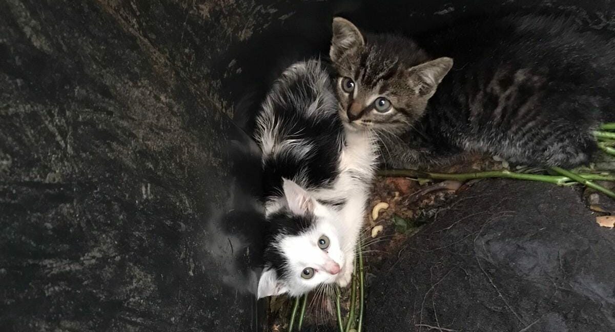 Kittens gedumpt in gft-bak in Twentse plaats Denekamp