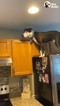 The Dodo - Dog Jumps On Counters Just Like Cat Siblings | Facebook