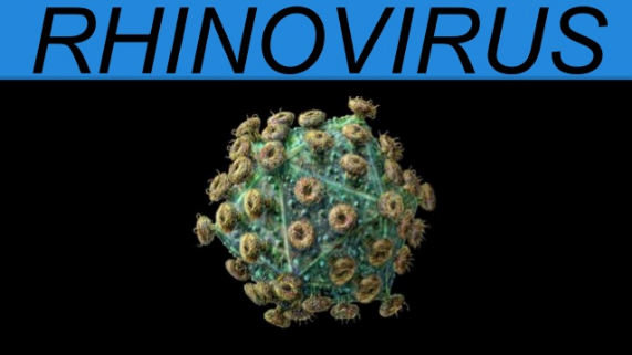 ALARM! Opmars van het Rhinovirus | De Binnenlandsche Bataafsche Courant