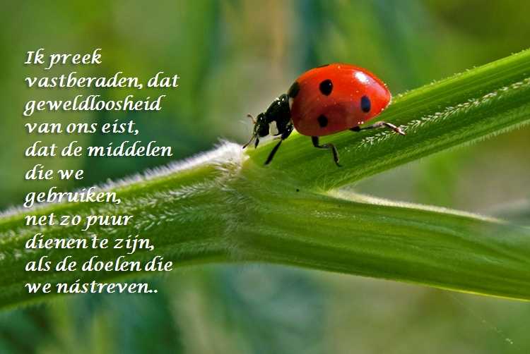 De Duizend Quotes - 0429