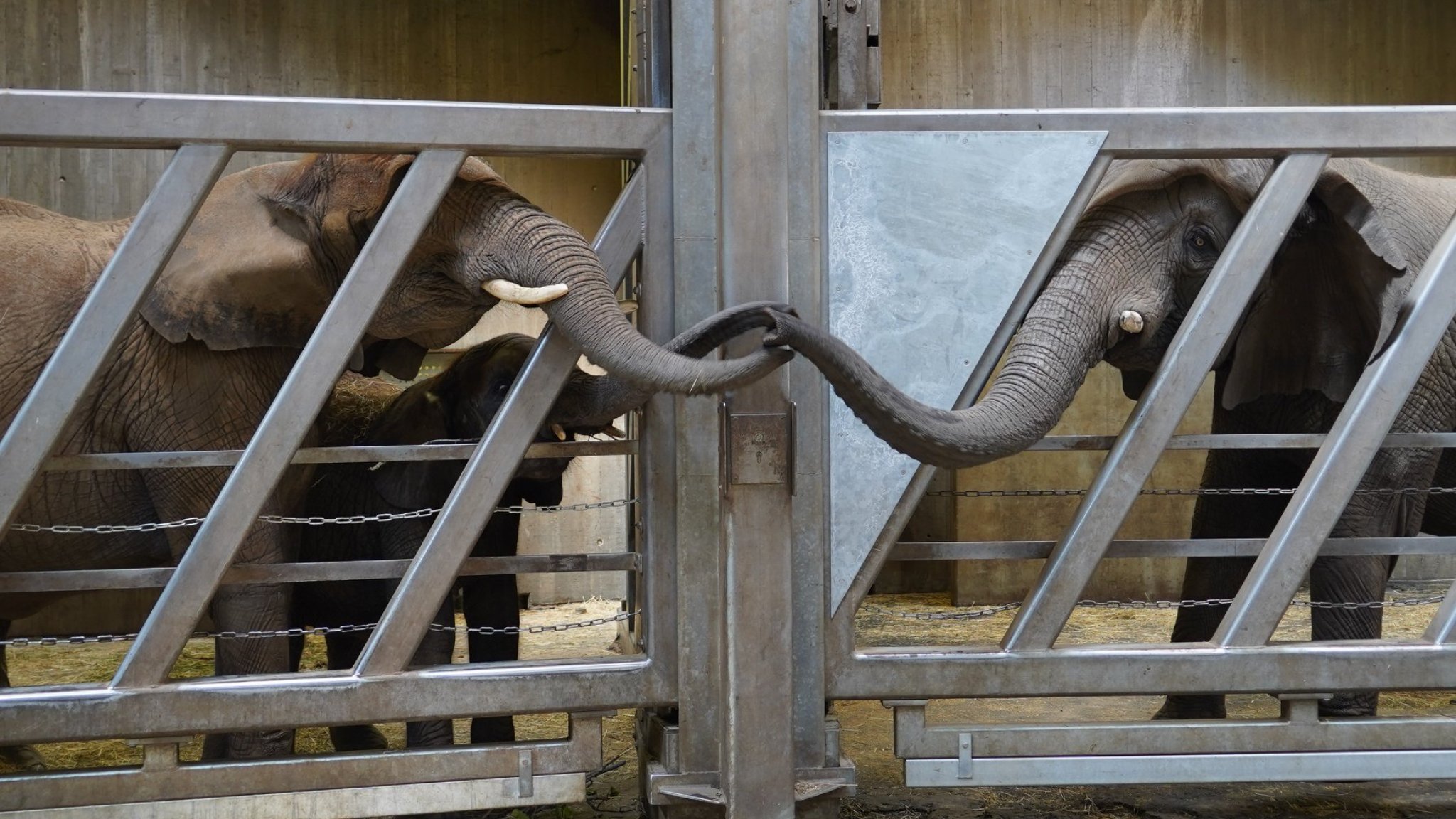 Emotioneel weerzien in Duitse dierentuin: olifant na twaalf jaar herenigd met dochter | RTL Nieuws