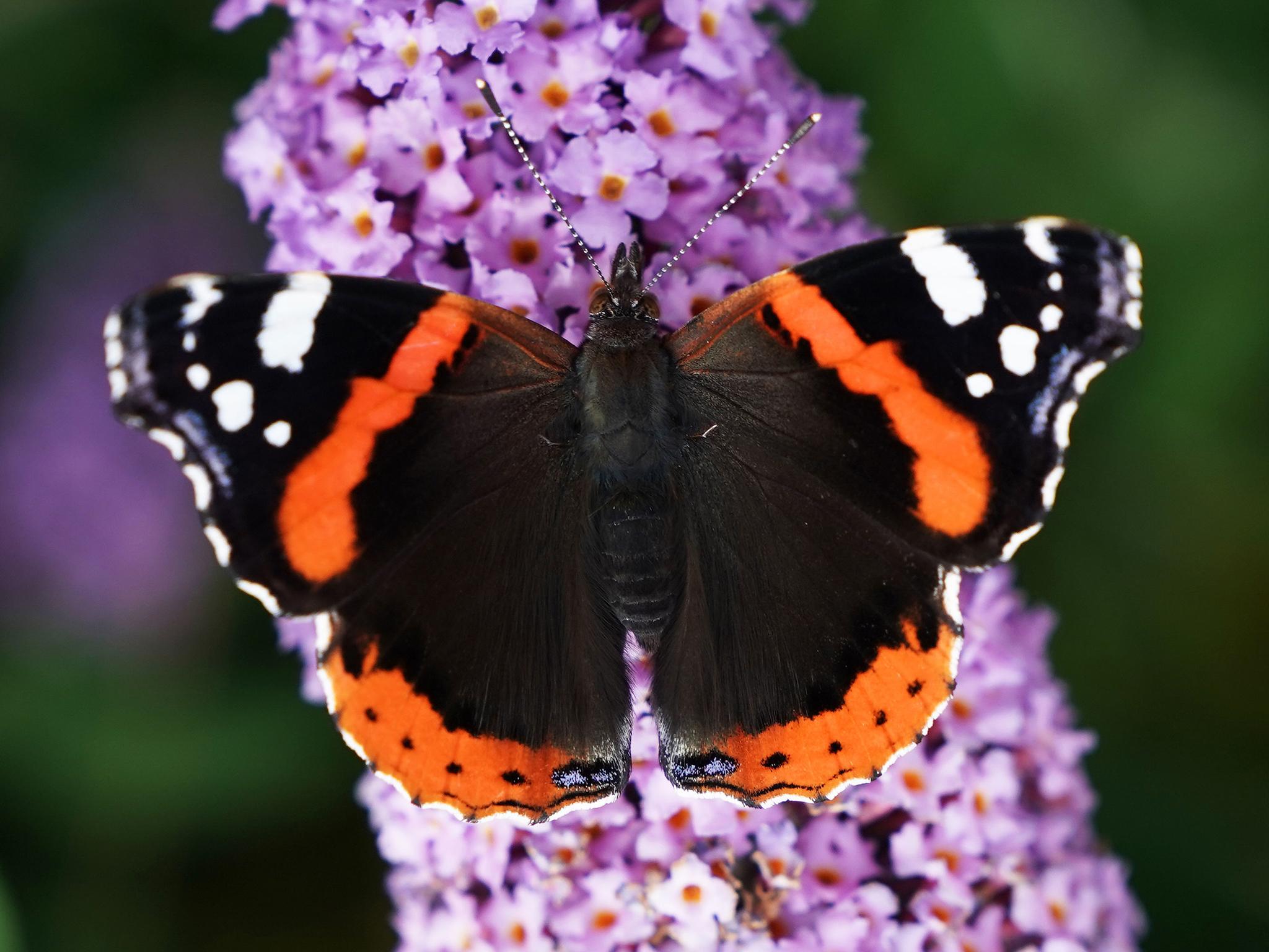 'Butterfly effect' is wrong and reality can 'heal itself', quantum scientists find in time travel experiment | The Independent