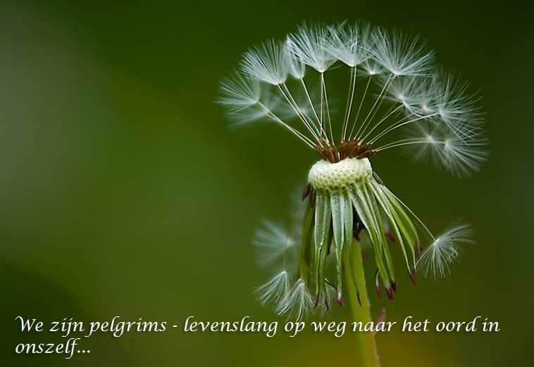 De Duizend Quotes - 0412