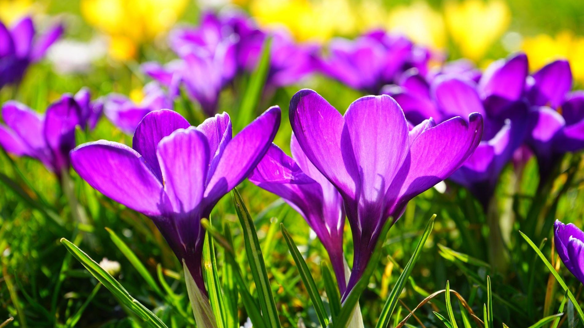 Wanneer voorjaarsbloembollen planten voor een tuin vol kleur