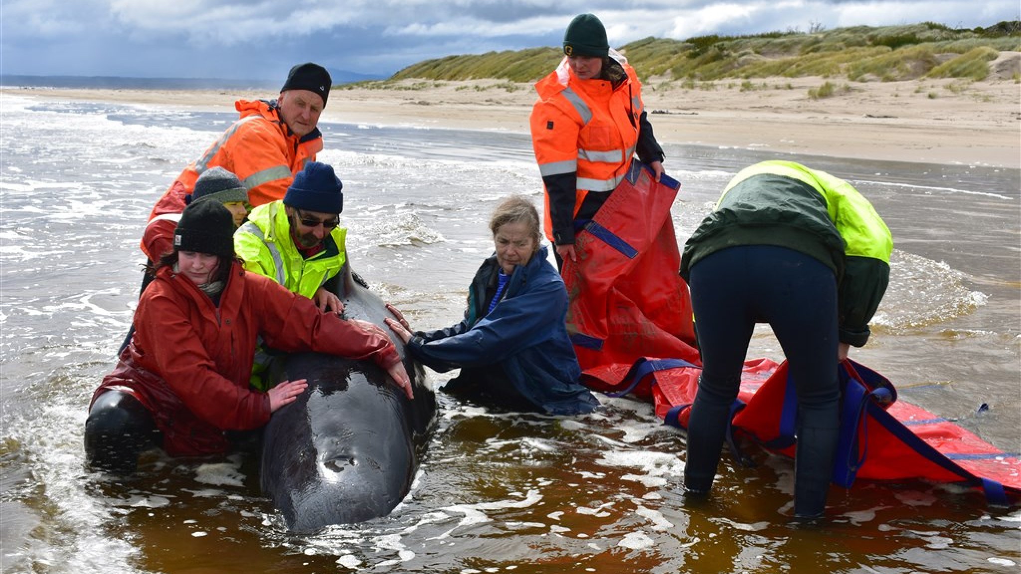 Meer dan 100 gestrande walvissen gered in Australië | RTL Nieuws